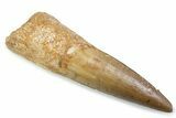 Fossil Spinosaurus Tooth - Real Dinosaur Tooth #373980-1